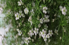 滿天星發(fā)芽后倒了怎么辦，一定要進(jìn)行摘心
