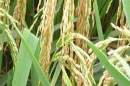 湘兩優(yōu)1號水稻栽培技術(shù)要點(diǎn)，該品種屬秈型兩系雜交一季晚稻