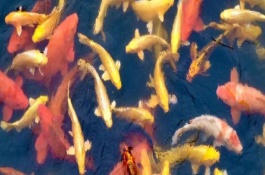 錦鯉為啥沉缸底不游動(dòng)，可能已經(jīng)進(jìn)入睡眠狀態(tài)