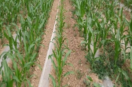 珠糯808玉米栽培技術要點，每畝播種3000－3200株