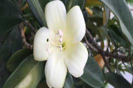 非洲茉莉的養(yǎng)殖方式，具有一定的空氣凈化效果