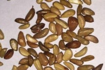 玫瑰苗的處理，播種前需浸種