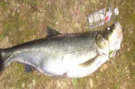 釣翹嘴魚用什么竿比較好，主要有傳統(tǒng)釣法、臺釣法、路亞釣法等