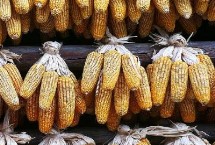 鄭單811玉米栽培技術(shù)要點(diǎn)，鄭單811玉米種子介紹
