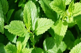 薄荷如何繁殖，以疏松肥沃、透氣且具有良好排水性的土壤為宜