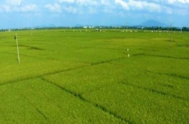 河南農(nóng)業(yè)以什么為主，種植業(yè)以水稻為主