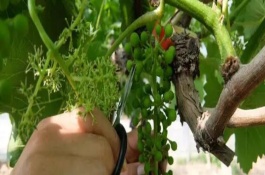 8月份怎么對(duì)葡萄修剪，將基部的枝條、細(xì)弱枝的嫩芽、長(zhǎng)勢(shì)差的嫩芽全部抹除