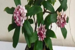 瑞香花養(yǎng)殖的注意事項，每月施加一次稀薄的肥液