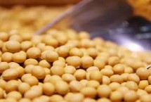 廊鮮1號(hào)大豆栽培技術(shù)要點(diǎn)，生育期85.5天左右