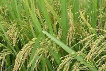 昌兩優(yōu)香久久水稻栽培技術(shù)要點，全生育期126.5天