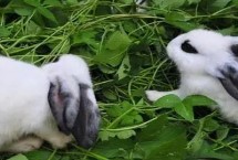 兔飼料品種介紹，這些品種都可選擇
