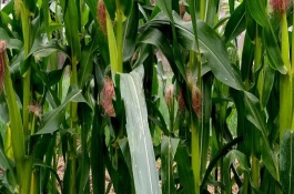 金粒188玉米栽培技術(shù)要點，適宜密度為每畝5000株左右