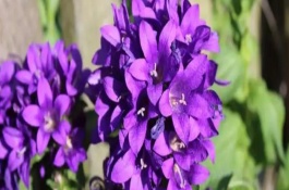 紫羅蘭如何實(shí)現(xiàn)四季都開花，可在春季種植