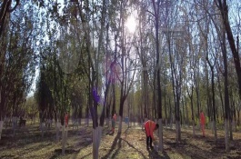 冬天樹(shù)木保暖的方法，可預(yù)防凍害、蟲(chóng)害等
