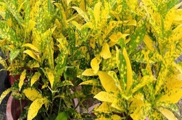 灑金木的簡介，每天要曬光6-8小時