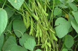 綏農(nóng)48大豆栽培技術(shù)要點(diǎn)，在適應(yīng)區(qū)5月上旬播種