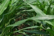 斯達甜225玉米栽培技術(shù)要點，該品種喜肥水
