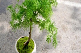 金錢(qián)松簡(jiǎn)介，要每隔2-3年換1次盆