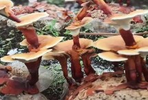 靈芝的產(chǎn)地環(huán)境，溫度要達到25-30℃