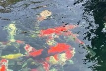 魚缸過濾器要哪些濾材，密度低的話可以間歇性開