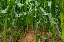 勝玉16號玉米栽培技術要點，注意防治莖腐病