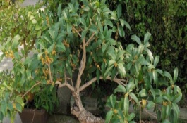 冬天如何養(yǎng)殖盆栽桂花樹(shù)，春秋季節(jié)每隔3-4天澆一次水