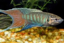 虎斑天堂魚好不好養(yǎng)，飼養(yǎng)難度較低