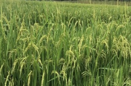 桂育9號水稻栽培技術(shù)要點(diǎn)，畝播種量15公斤左右