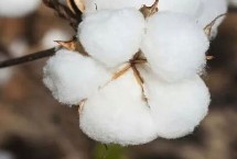 華惠20棉花栽培技術(shù)要點(diǎn)，露地直播以4月下旬播種為宜