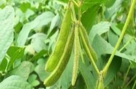 中黃78大豆栽培技術(shù)要點，畝種植密度15000株
