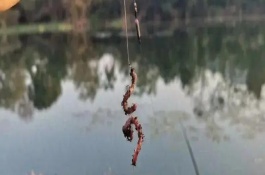 蚯蚓釣鯽魚最佳調漂，一定要打好窩子
