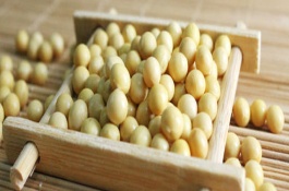 桂夏6號(hào)大豆栽培技術(shù)要點(diǎn)，畝密度1.3～1.5萬株為宜