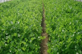 哪種蔬菜不能使用尿素，對(duì)芹菜使用尿素會(huì)降低品質(zhì)