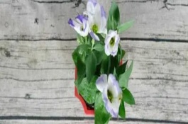 桔?；芩喽嚅L時間，取決于當(dāng)前季節(jié)的溫度