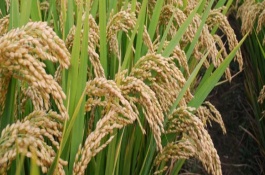 Y兩優(yōu)1098水稻栽培技術(shù)要點，插植密度20厘米×23厘米