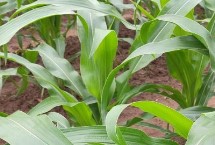 開青1號玉米栽培技術(shù)要點，開青1號玉米種子特征特性