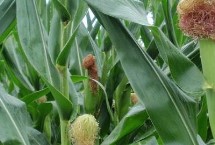 真金308玉米栽培技術(shù)要點，花期每畝追施尿素10千克