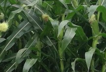 萬(wàn)里豐1號(hào)玉米栽培技術(shù)要點(diǎn)，中抗絲黑穗病