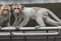 獼猴的種類還有哪些，為國家二級重點(diǎn)保護(hù)野生動物