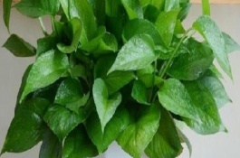 耐陰的室內(nèi)花卉常見(jiàn)種類，常見(jiàn)的有綠蘿、君子蘭等