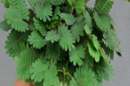 含羞草水培養(yǎng)護(hù)管理，選擇無(wú)病蟲(chóng)害的小苗水培