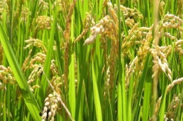 綿優(yōu)8113水稻品種的產(chǎn)量表現(xiàn)，全生育期164天