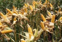 嘉科18玉米栽培技術(shù)要點(diǎn)，適宜播期6月10日～20日