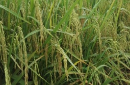 荃兩優(yōu)旺苗水稻栽培技術(shù)要點，一般4月下旬—5月上旬播種