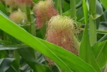 金科玉3320玉米栽培技術要點，注意防治病蟲害