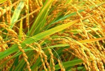 萬千香占水稻栽培技術(shù)要點(diǎn)，因該品種穗大粒多