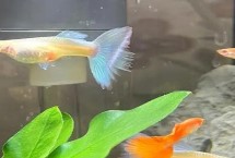 孔雀魚(yú)母魚(yú)背上起白皮了怎么辦，盡量單獨(dú)飼養(yǎng)5天后再放