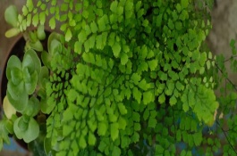 鐵線蕨的生長習(xí)性，鐵線蕨喜散光