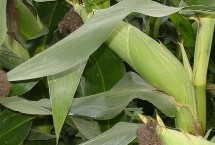 春光227玉米栽培技術(shù)要點(diǎn)，注意防治蟲害