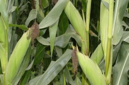 聯(lián)達(dá)F085玉米栽培技術(shù)要點(diǎn)，放赤眼蜂防治玉米螟蟲